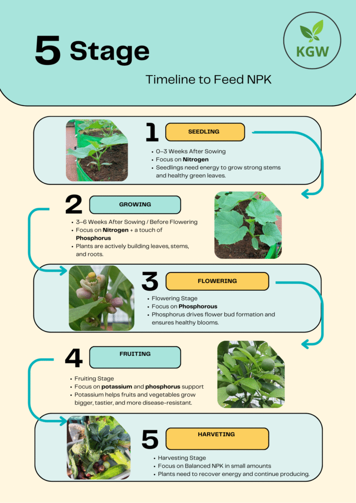 5-stage NPK feeding timeline infographic: seedling, growing, flowering, fruiting and harvesting