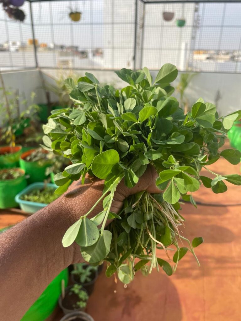 Fresh methi (fenugreek) leaves harvested from a terrace garden