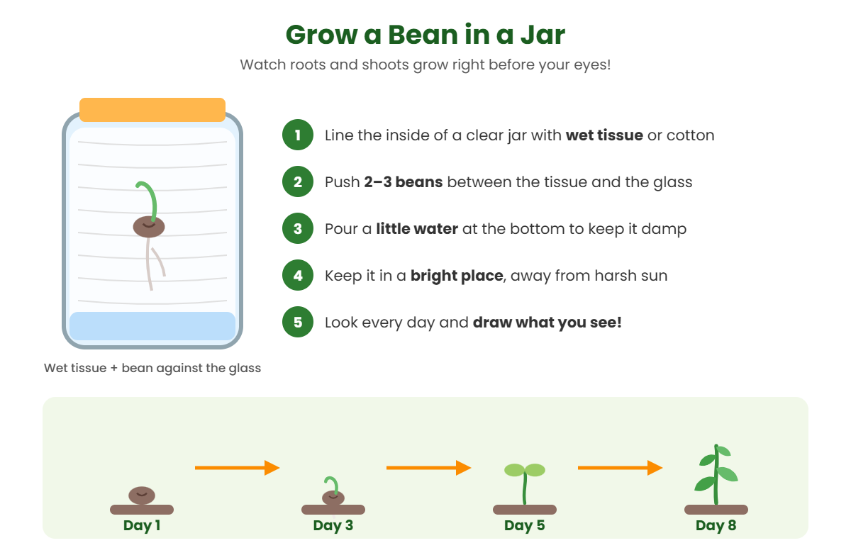 Bean in a jar activity for kids showing a bean sprouting roots and shoots from day 1 to day 8