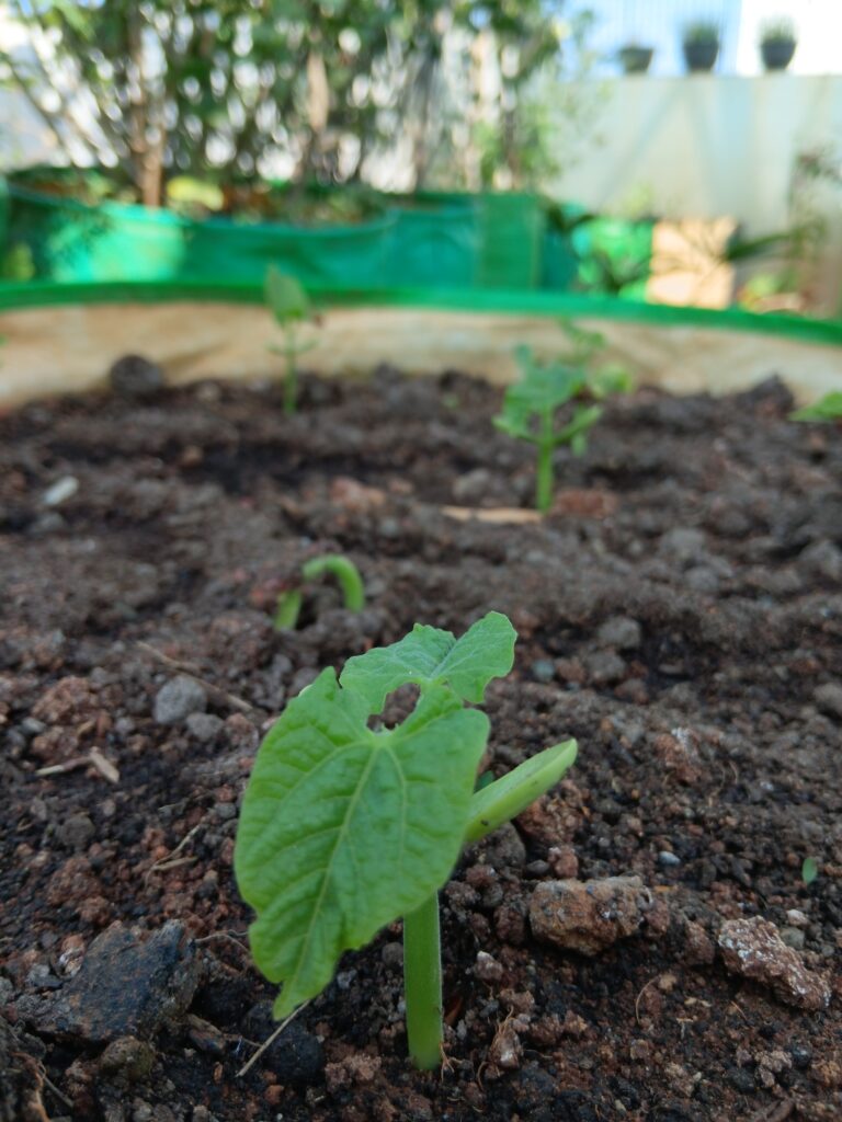 Young bean seedlings sprouting from the soil in a terrace garden bed