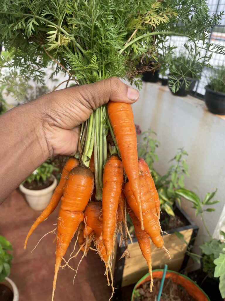 Freshly harvested carrots grown in a pot on a terrace