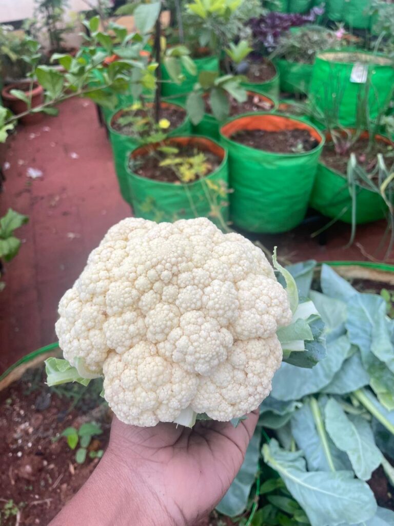 Cauliflower head grown in a grow bag on a terrace garden