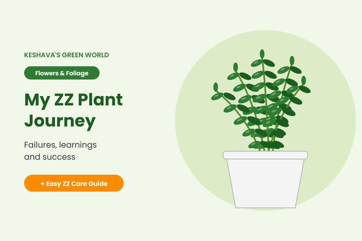 ZZ plant with glossy green leaves in a white pot