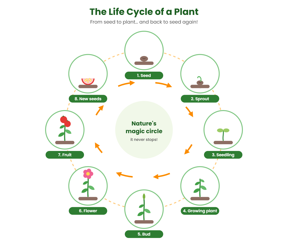 Circle diagram of the plant life cycle for kids, from seed to sprout, seedling, bud, flower, fruit and new seeds