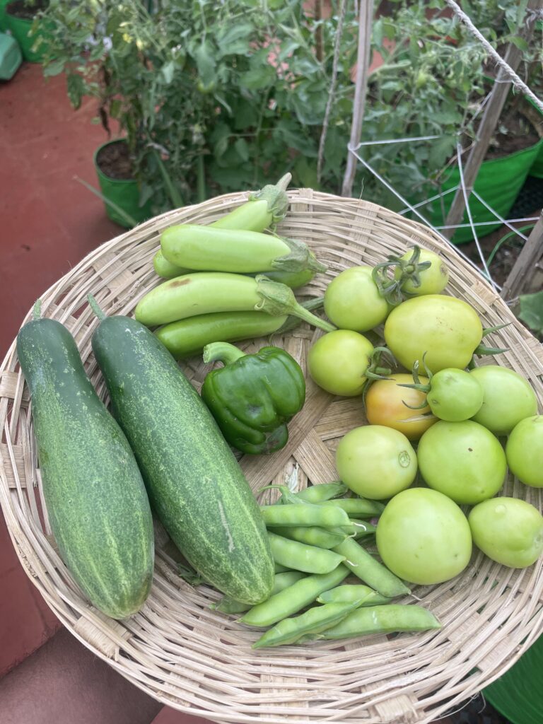 Harvest basket from a terrace garden with tomatoes, beans, cucumbers and capsicum