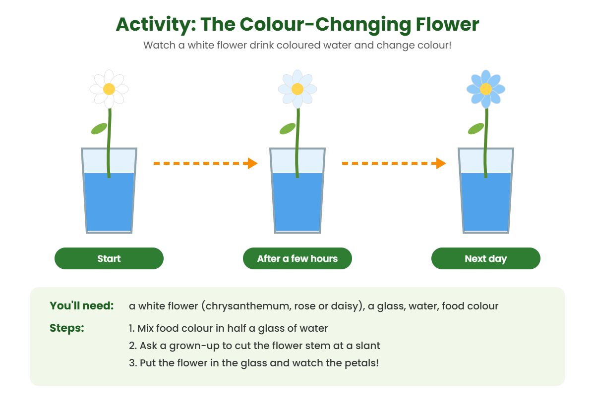 Colour-changing flower activity for kids showing a white flower turning blue after standing in coloured water
