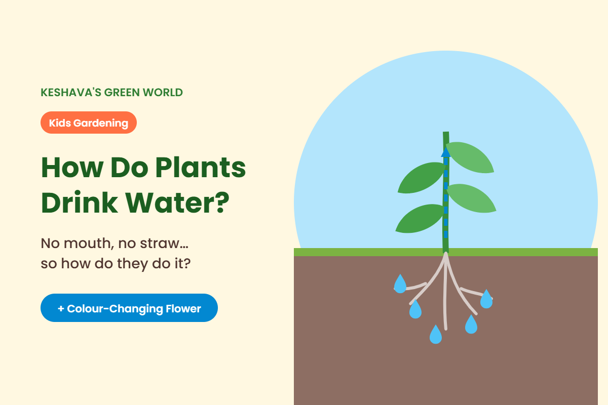 Plant drinking water through its roots from the soil
