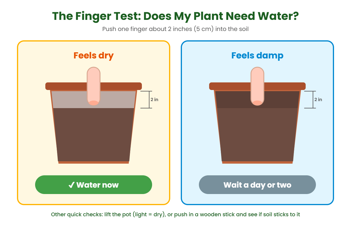 Finger test for watering plants showing dry soil means water now and damp soil means wait